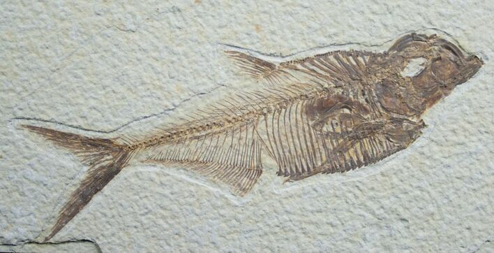 Large Diplomystus Fossil Fish #5484